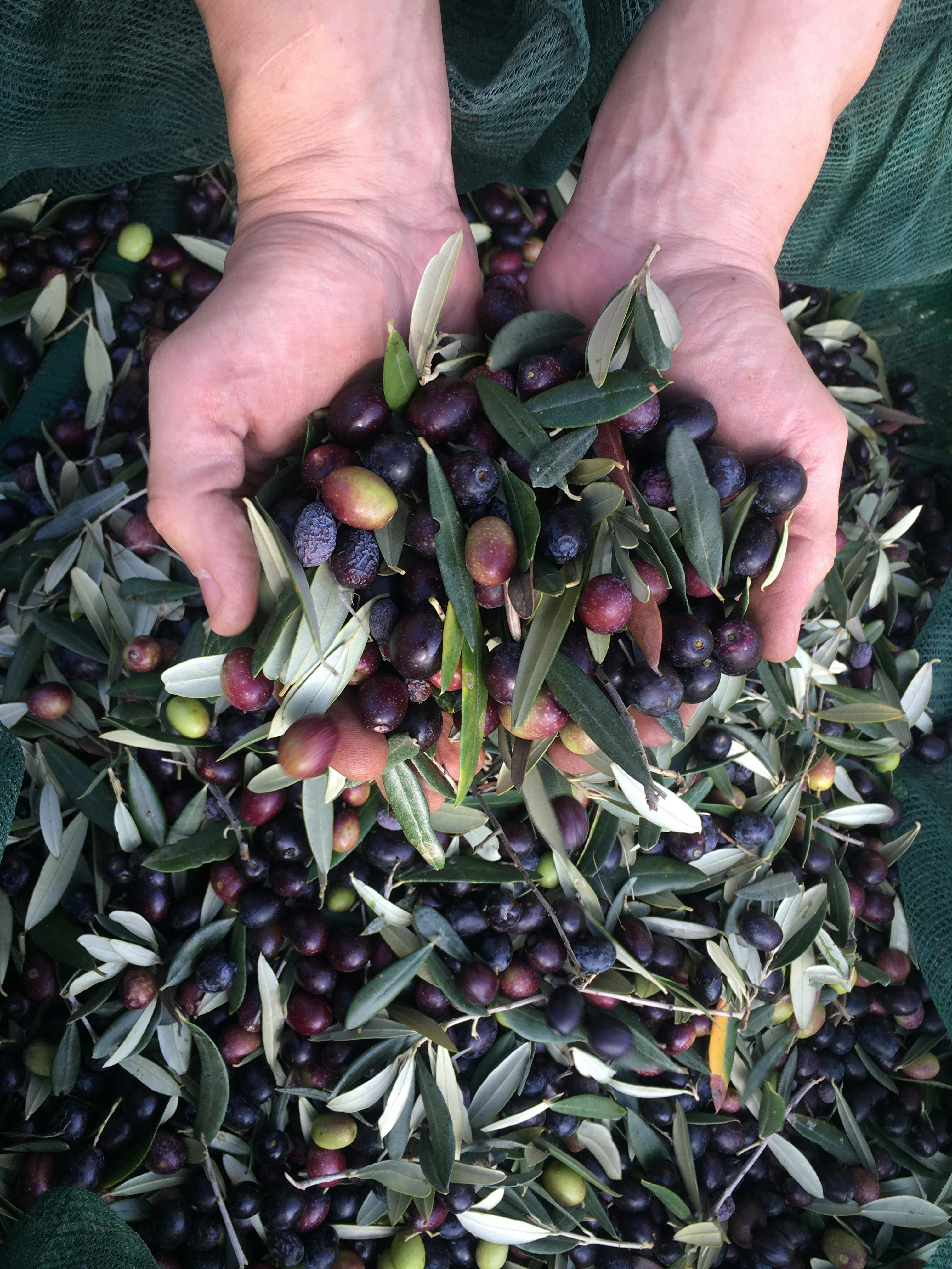 Olives in hands